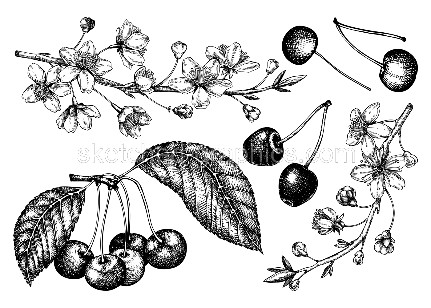 Hand drawn fruit tree illustration isolated on white background. Vintage cherry blossom drawings. Vector cherry berries, leaves, flowering branches sketches. Vintage Sakura design Illustration